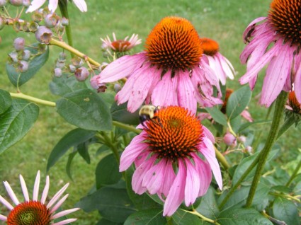 Bumble bee em flor