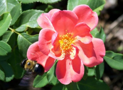 Bumblebee und rose