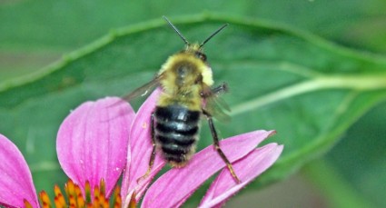 Bumblebee mengambil penerbangan
