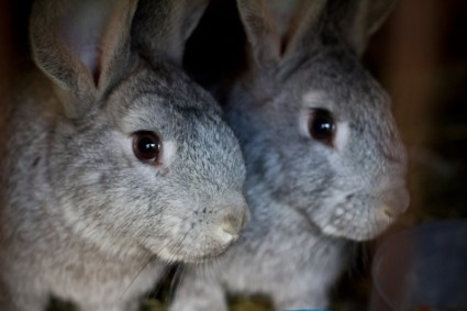 króliki królik