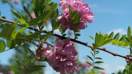 زهور الربيع بوش