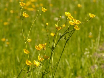 bunga menunjuk padang rumput Buttercup