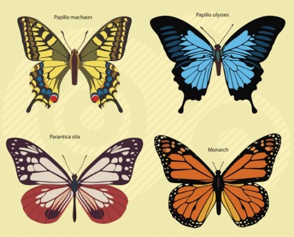 images de papillons