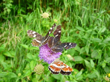 kupu-kupu serangga pincushion bunga
