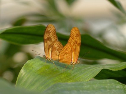 mariposas julia mariposa dryas iulia