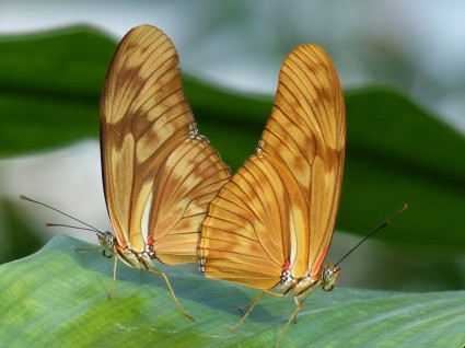 julia butterfly dryas iulia di farfalle