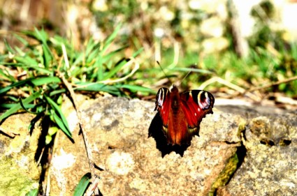 borboleta