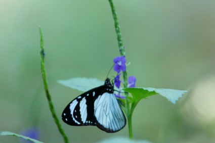 farfalla