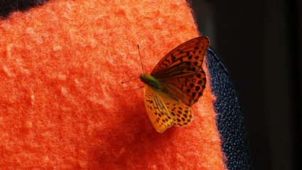 bướm