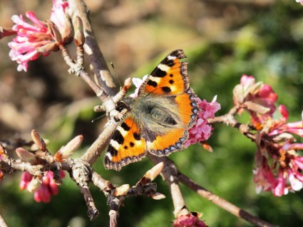 primavera animales mariposa