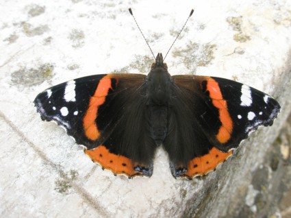 pomarańczowy czarny motyl