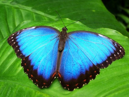 青い蝶昆虫