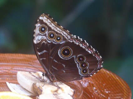 morphofalter de azul de la mariposa morpho peleides