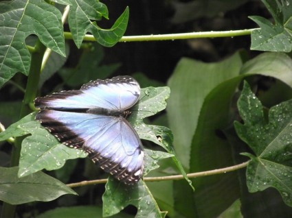 papillon papillons bleu
