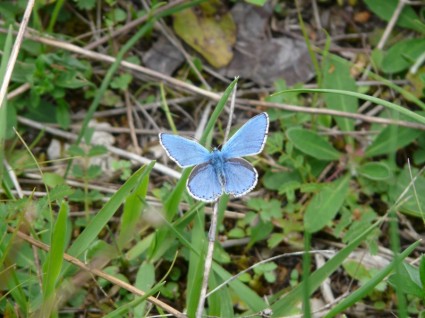 papillon papillons Argus bleu