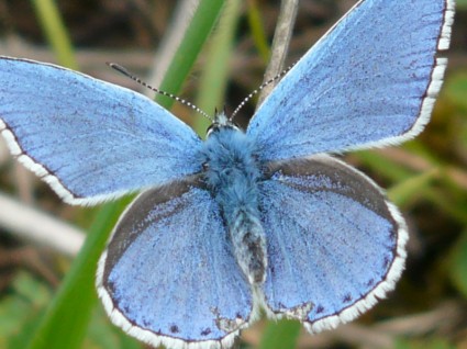 فراشة الفراشات الأزرق المشتركة