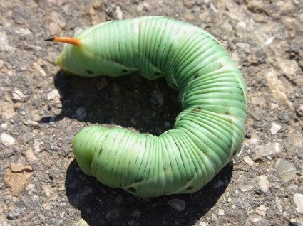 mariposa caterpillar cabestrante Halcón polilla