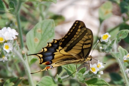 insetto di farfalla a coda di rondine
