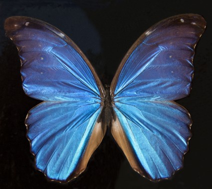 papillon exotique en Amérique du Sud