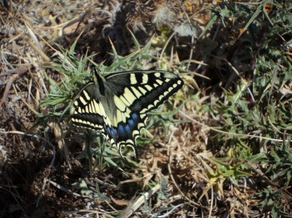 Tierwelt-Schwalbenschwanz Schmetterling