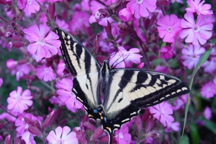 flor de borboleta