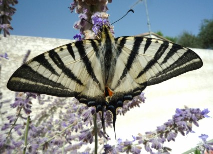 farfalla fiore bianco nero
