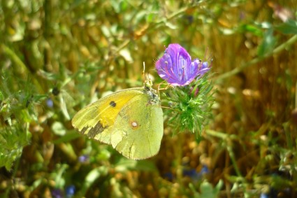 Butterfly Flower Colias
