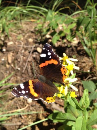 borboleta flor natureza