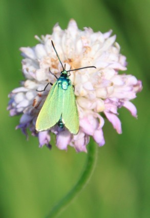 borboleta verde metálico