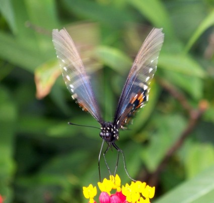 Бабочка в движении