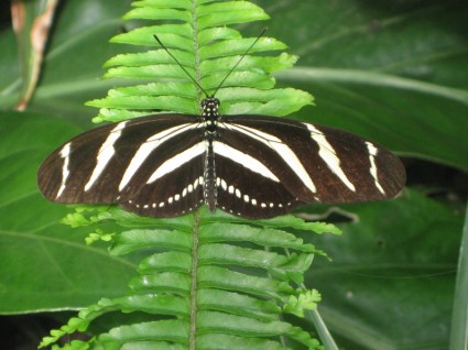 inseto animal borboleta