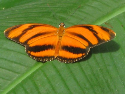 animal insectos mariposa