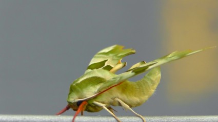 mouche insecte papillon