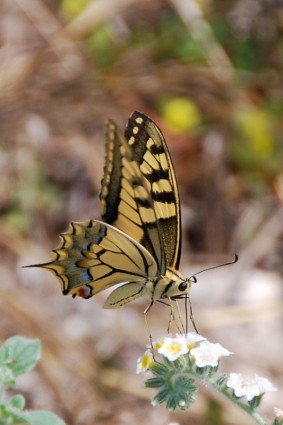 ala degli insetti farfalla