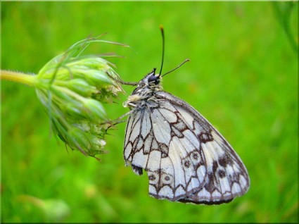 papillon Prairie fleur nature