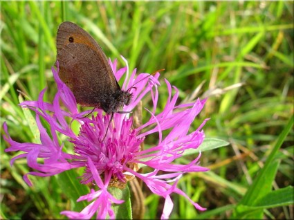 Butterfly meadow naturaleza