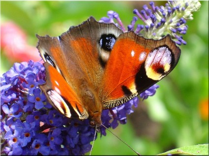 farfalla farfalla di pavone prato