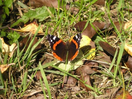 papillon nature france