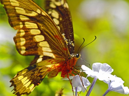 néctar de borboleta sobrecarregado