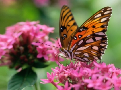 핑크 꽃 벽지에 나비 나비 동물
