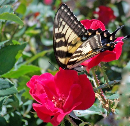 bướm trên một bông hồng
