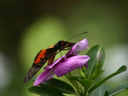 bướm trên phông nền màu xanh Hoa Hoa thiên nhiên