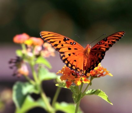 negro mariposa naranja