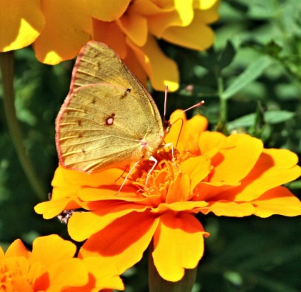 mariposa naranja azufre colias eurytheme