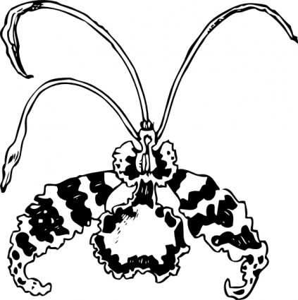 orquídea borboleta clip-art