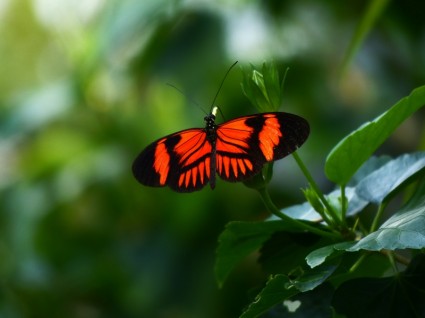 열정 나비 heliconius 나비 멜포메네