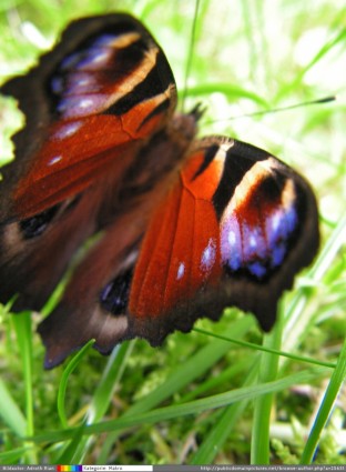 Schmetterling-Pfau