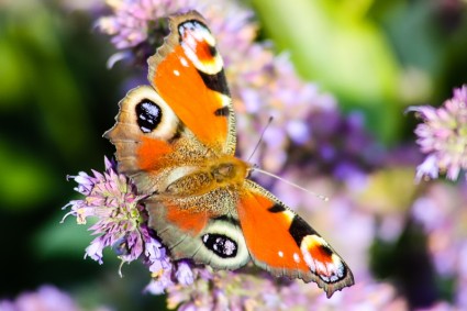 Schmetterling-Haustiere-Natur