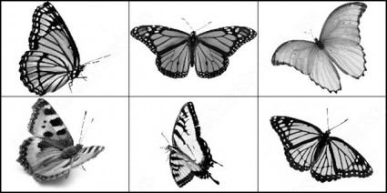 蝶の photoshop のブラシ