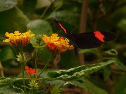 Schmetterling kleiner Postbote Heliconius Erato